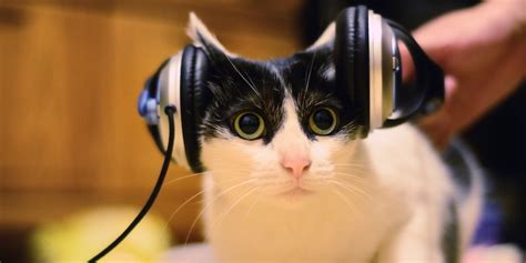 ダンスミュージック: なぜ猫は電子音楽を好むのか？