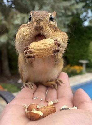  Pollo de Shaoyang con Nueces Picantes: ¿Un Festín de Texturas y Sabores para los Intrépidos Paladares?