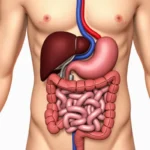 Gdzie jest śledziona? Położenie i funkcje tego narządu