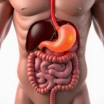 Gdzie jest żołądek? Położenie, budowa i funkcje