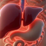 Wątroba: Gdzie Się Znajduje w Jamie Brzusznej?