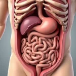 Śledziona – Gdzie się znajduje i jak ją leczyć?